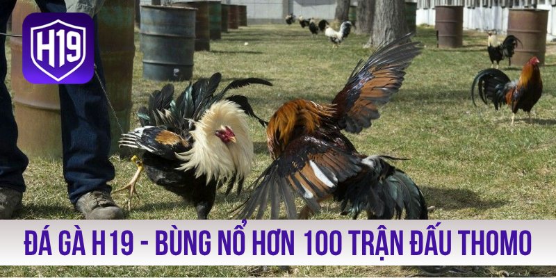 Đá Gà H19 - Bùng Nổ Hơn 100 Trận Đấu Thomo, Savan, Sabong