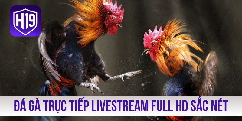 Đá gà trực tiếp livestream full HD sắc nét